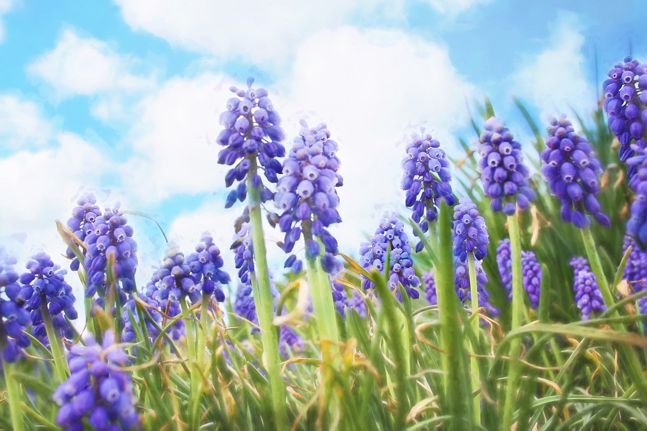 Bullies and Bluebells